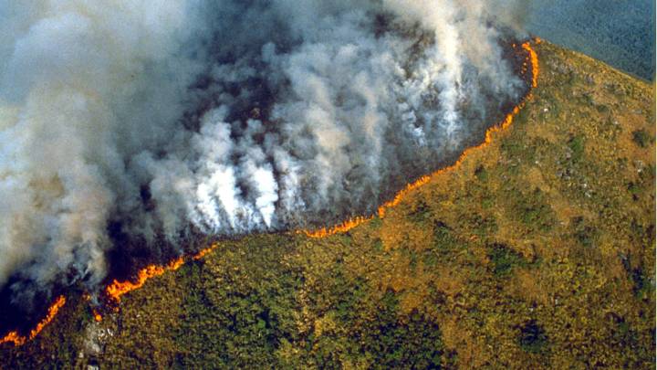 Amazon Rainforest Fire: The Story Behind It